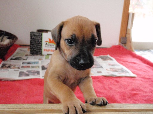 Rhodesian Ridgeback hvalpe 6 uger gamle