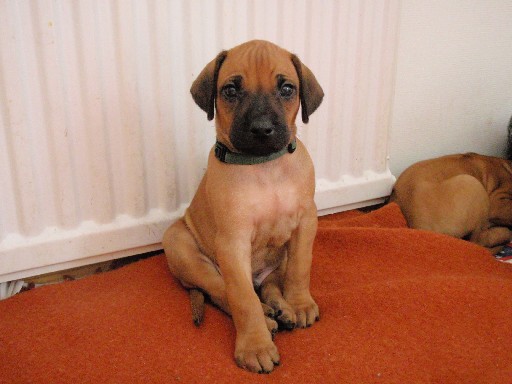 Rhodesian Ridgeback hvalpe 6 uger gamle