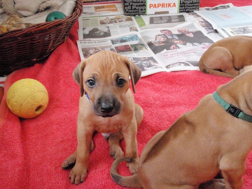 Rhodesian Ridgeback hvalpe 6 uger gamle