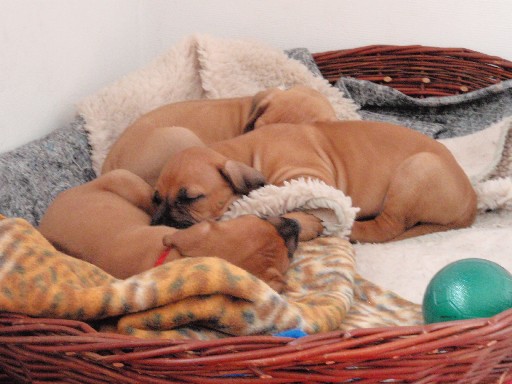 Rhodesian Ridgeback hvalpe 6 uger gamle