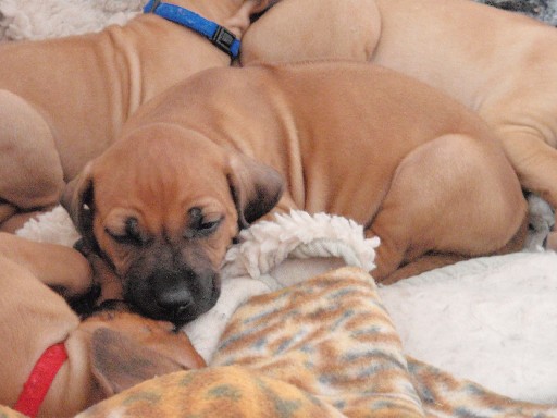 Rhodesian Ridgeback hvalpe 6 uger gamle