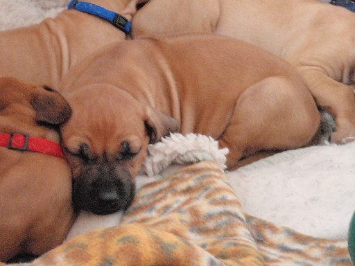 Rhodesian Ridgeback puppies 6 weeks old