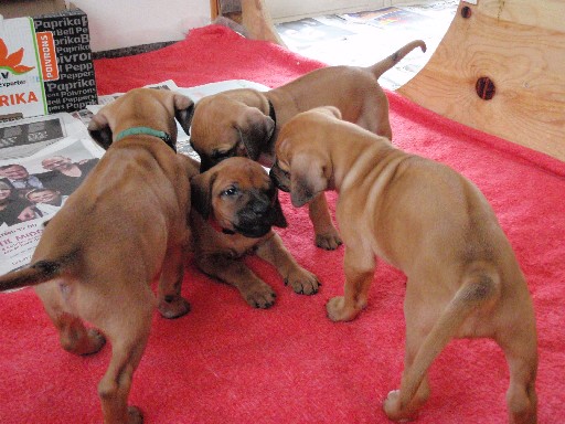 Rhodesian Ridgeback puppies 6 weeks old