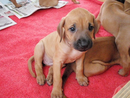 Rhodesian Ridgeback puppies 6 weeks old