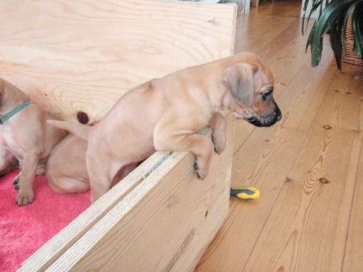 Rhodesian Ridgeback puppies 6 weeks old