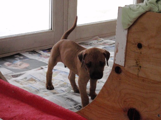 Rhodesian Ridgeback hvalpe 6 uger gamle