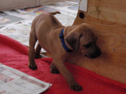 Rhodesian Ridgeback hvalpe 6 uger gamle