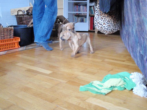 Rhodesian Ridgeback puppies 7 weeks old