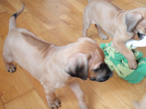 Rhodesian Ridgeback puppies 7 weeks old