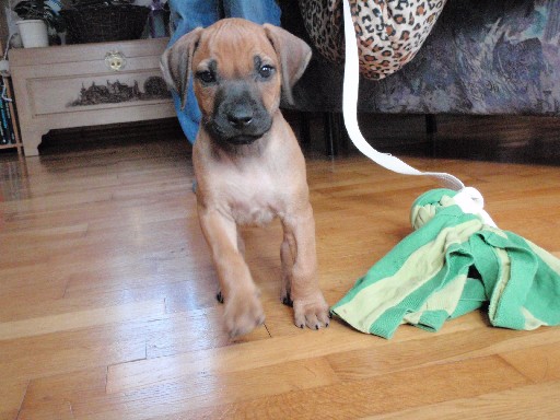 Rhodesian Ridgeback hvalpe 7 uger gamle