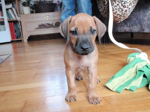 Rhodesian Ridgeback puppies 7 weeks old