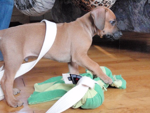 Rhodesian Ridgeback hvalpe 7 uger gamle