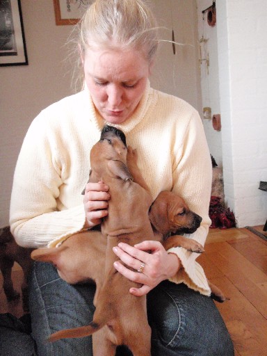 Rhodesian Ridgeback puppies 7 weeks old