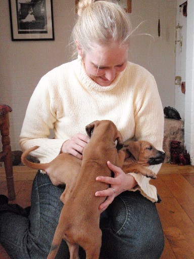 Rhodesian Ridgeback puppies 7 weeks old