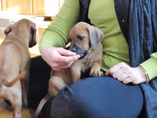 Rhodesian Ridgeback hvalpe 7 uger gamle