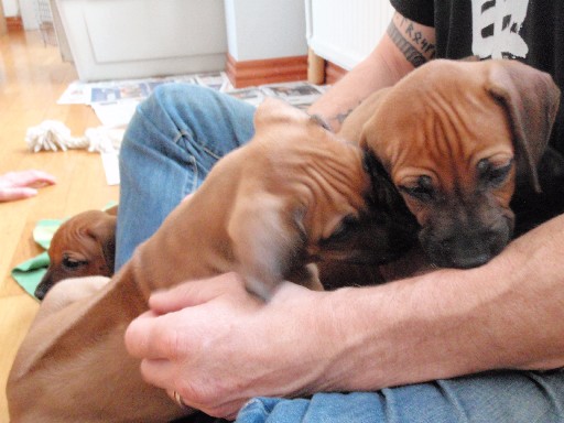 Rhodesian Ridgeback puppies 7 weeks old