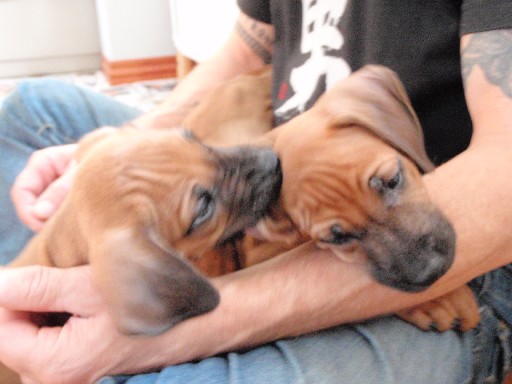 Rhodesian Ridgeback puppies 7 weeks old