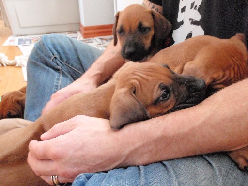 Rhodesian Ridgeback hvalpe 7 uger gamle