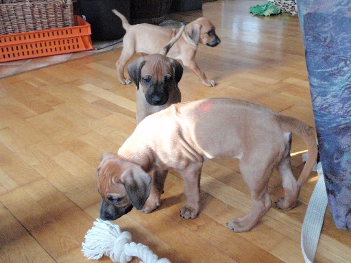 Rhodesian Ridgeback hvalpe 7 uger gamle