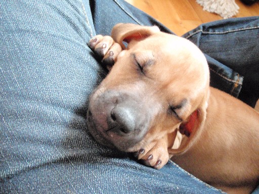 Rhodesian Ridgeback puppies 7 weeks old