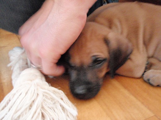 Rhodesian Ridgeback hvalpe 7 uger gamle