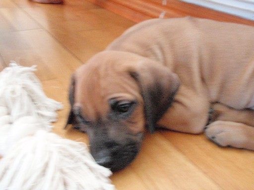 Rhodesian Ridgeback puppies 7 weeks old