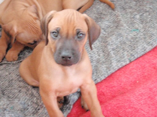 Rhodesian Ridgeback puppies 7 weeks old