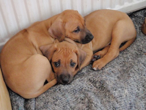 Rhodesian Ridgeback puppies 7 weeks old