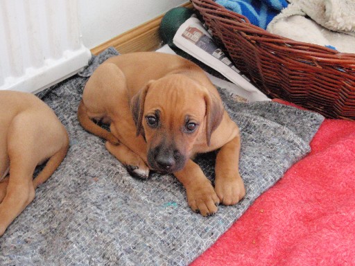 Rhodesian Ridgeback hvalpe 7 uger gamle