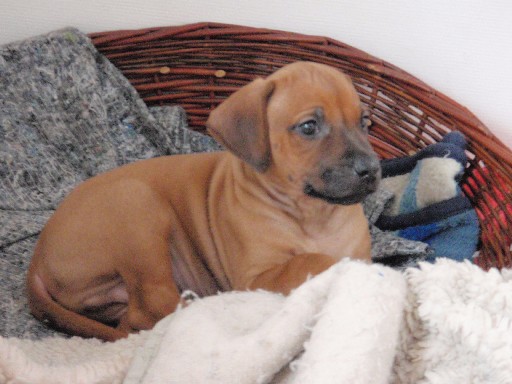 Rhodesian Ridgeback hvalpe 7 uger gamle