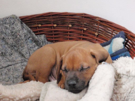 Rhodesian Ridgeback hvalpe 7 uger gamle