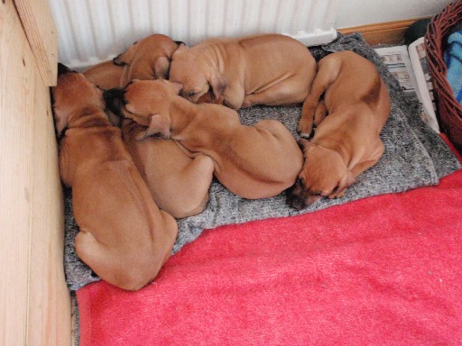 Rhodesian Ridgeback hvalpe 7 uger gamle