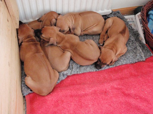 Rhodesian Ridgeback hvalpe 7 uger gamle