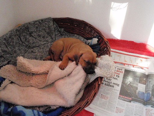 Rhodesian Ridgeback puppies 7 weeks old