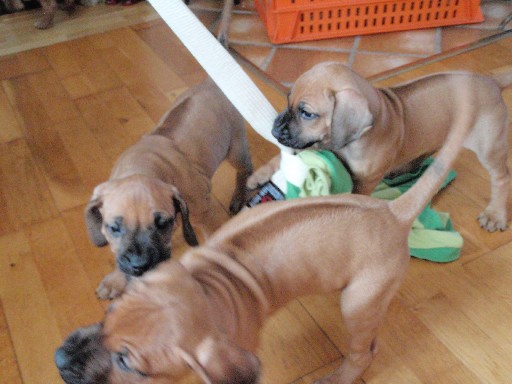 Rhodesian Ridgeback puppies 7 weeks old