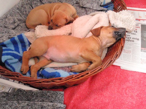 Rhodesian Ridgeback puppies 7 weeks old