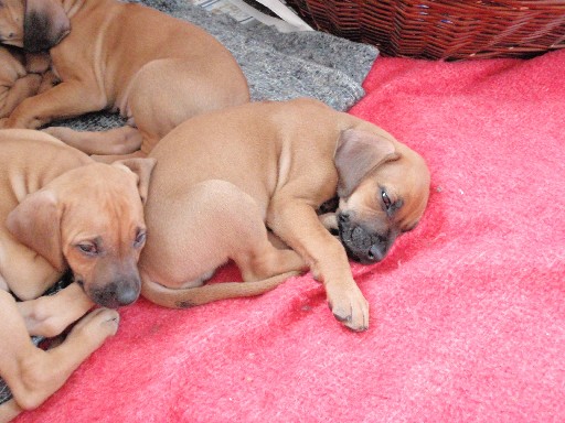 Rhodesian Ridgeback hvalpe 7 uger gamle