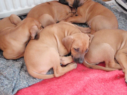 Rhodesian Ridgeback hvalpe 7 uger gamle