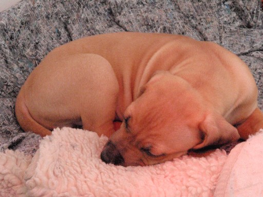 Rhodesian Ridgeback puppies 7 weeks old