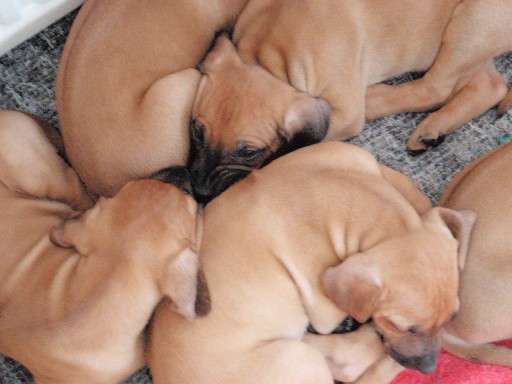 Rhodesian Ridgeback puppies 7 weeks old