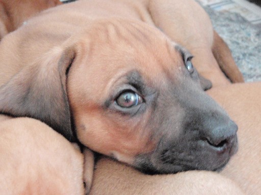 Rhodesian Ridgeback hvalpe 7 uger gamle