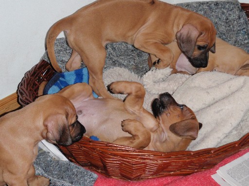 Rhodesian Ridgeback hvalpe 7 uger gamle