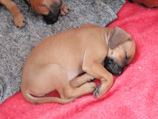 Rhodesian Ridgeback puppies 7 weeks old