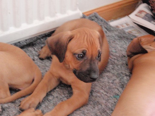 Rhodesian Ridgeback hvalpe 7 uger gamle