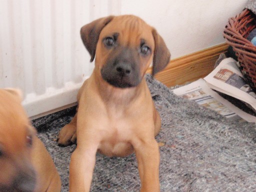 Rhodesian Ridgeback hvalpe 7 uger gamle