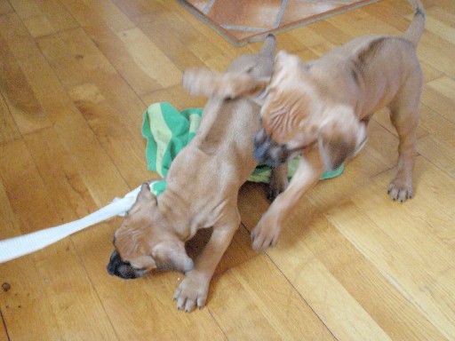 Rhodesian Ridgeback puppies 7 weeks old