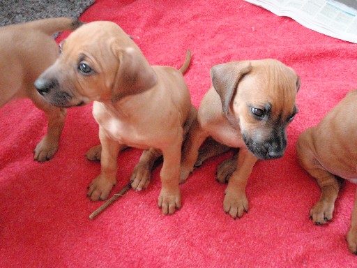 Rhodesian Ridgeback hvalpe 7 uger gamle