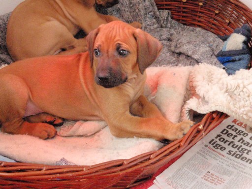 Rhodesian Ridgeback hvalpe 7 uger gamle