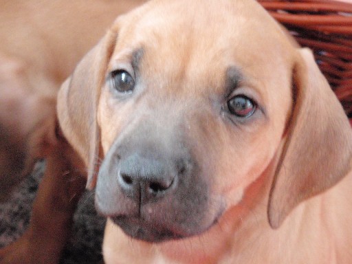 Rhodesian Ridgeback puppies 7 weeks old