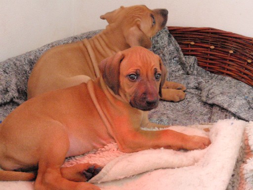 Rhodesian Ridgeback hvalpe 7 uger gamle